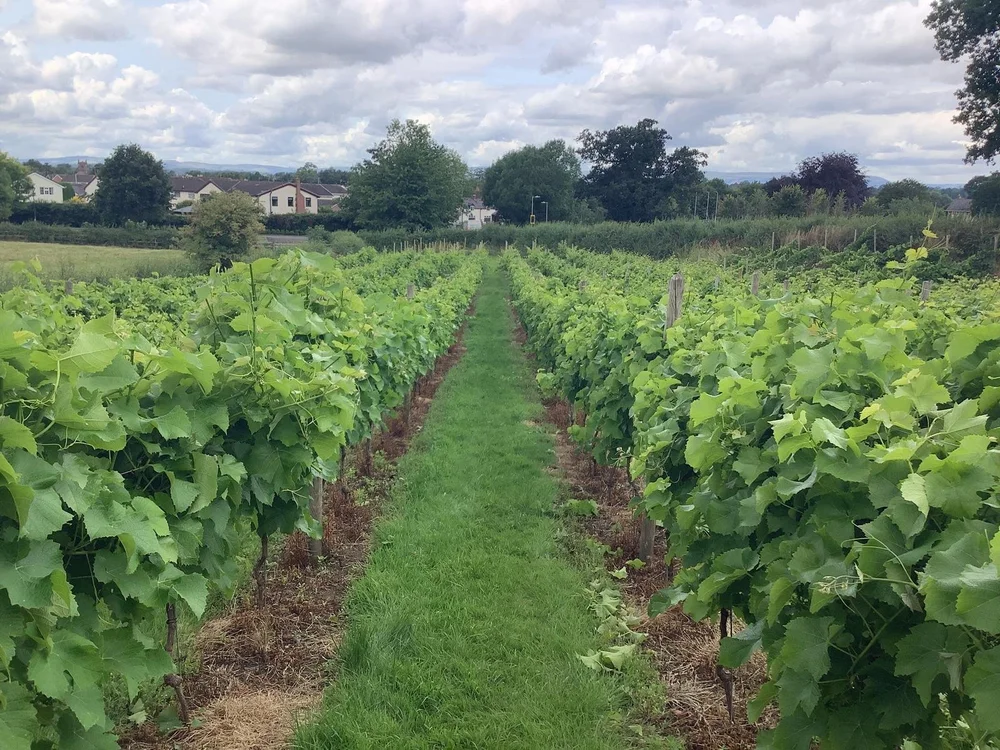 THE PERFECT PAIRING: BANGOR-ON-DEE RACECOURSE TEAMS UP WITH LOCAL VINEYARD thumbnail image
