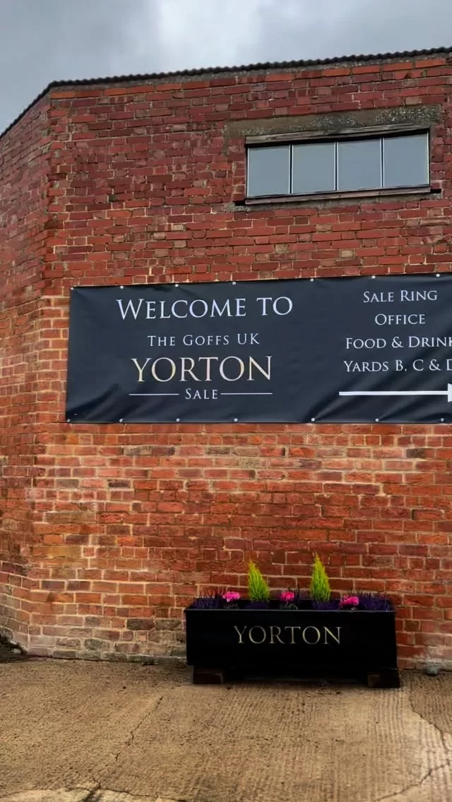A massive well done to the team @yortonfarm on a hugely successful Goffs UK Yorton Sale!

Great to be back – here’s a little look at the day…🎥